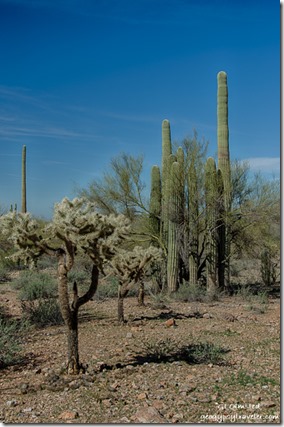 Cholla, palo verde, saguaros South Puerto Blanco Drive Organ Pipe Cactus National Monument Arizona