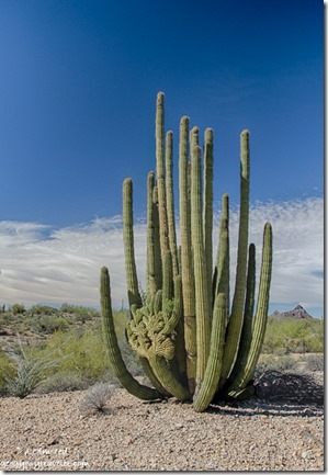 Crested organ pipe cactus Darby Well Road Ajo BLM Arizona