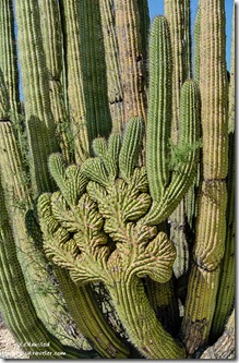 Crested organ pipe cactus Darby Well Road BLM Ajo Arizona