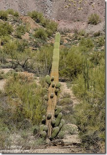 Saguaro Darby Well Road Ajo BLM Arizona