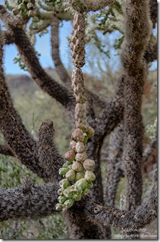 Fruit chain cholla Estes Canyon trail Mountain Drive Organ Pipe Cactus National Monument Arizona