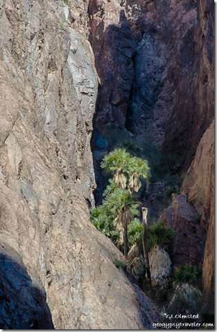 California fan palms side canyon Palm Canyon trail Kofa National Wildlife Refuge Arizona