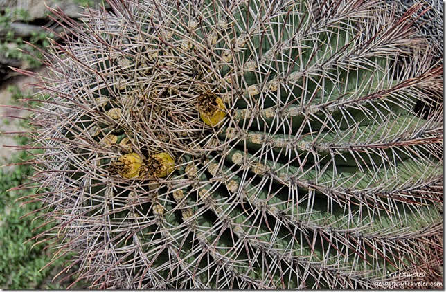 Barrel cactus Darby Well Road BLM Ajo Arizona