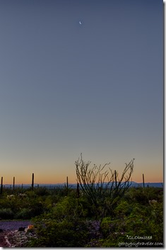 Sunrise crescent moon Organ Pipe Cactus National Monument Arizona