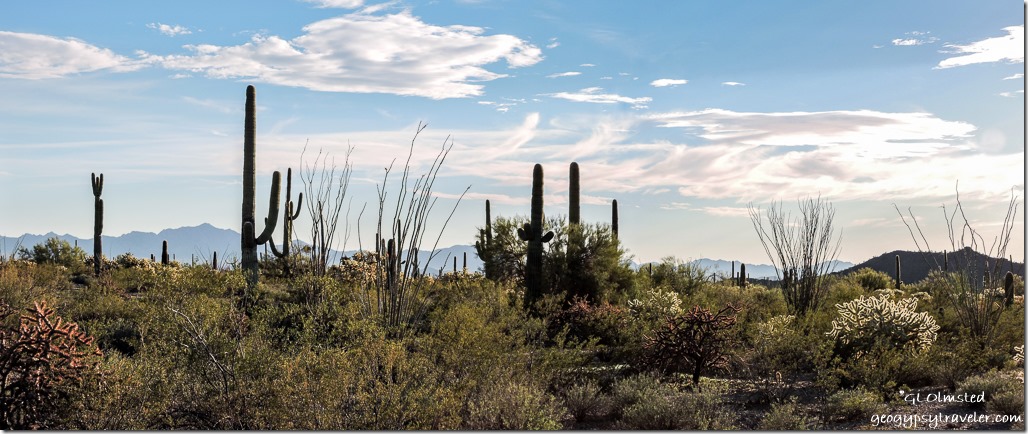 Ajo Mountain Drive Organ Pipe Cactus National Monument Arizona