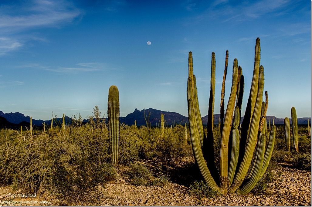 Cacti moon Ajo Range Organ Pipe Cactus National Monument Arizona