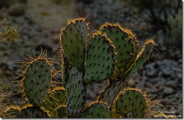 Glow prickley pear cactus Organ Pipe Cactus National Monument Arizona