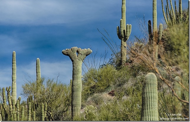Crested saguaro Ajo Mountain Drive Organ Pipe Cactus National Monument Arizona