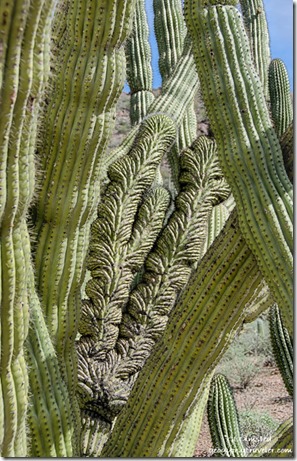 Crested Organ Pipe Cactus Ajo Mountain Drive Organ Pipe Cactus National Monument Arizona