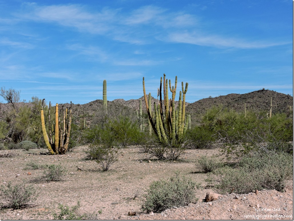 North Puerto Blanco Drive East Organ Pipe Cactus National Monument Arizona