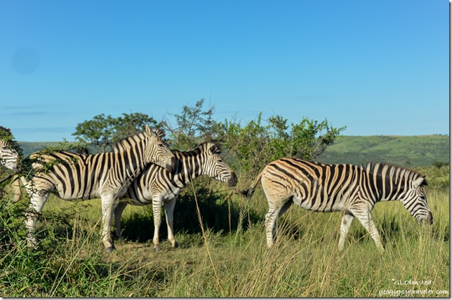 Zebras Hluhluwe iMfolozi National Park South Africa