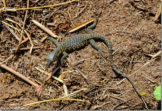 Baby water monitor Pilanesberg Game Reserve South Africa