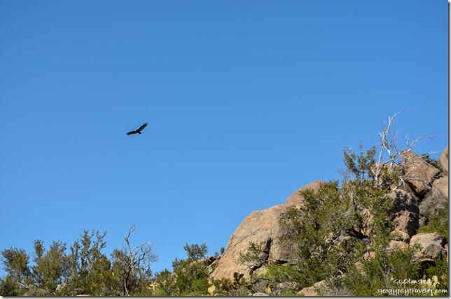 Turkey vulture soaring over Weaver Mountains Yarnell Arizona