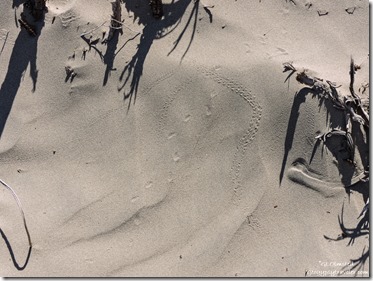 Beetle tracks Mesquite Flat sand dunes Death Valley National Park California