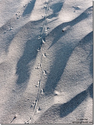 Kangaroo rat & lizard tracks Mesquite Flat sand dunes Death Valley National Park California