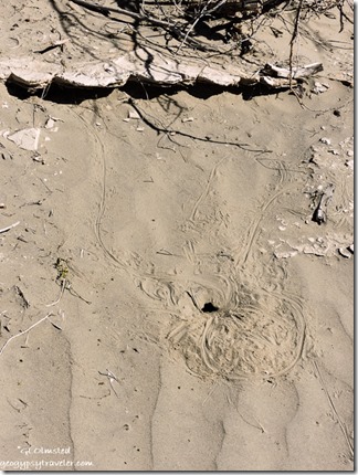 Lizard tracks & burrow Mesquite Flat sand dunes Death Valley National Park California