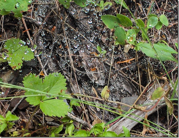 Dew on spider webs along Cave Creek trail Siskiyou National Forest Oregon