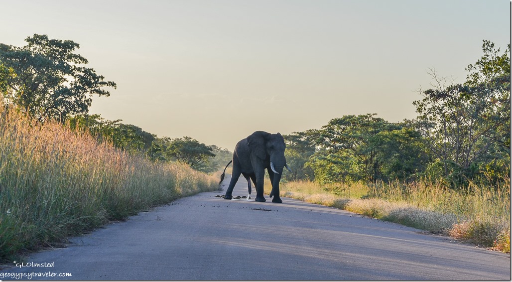 Elephant peeing Kruger National Park South Africa
