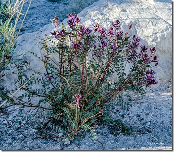 Unidentified purple flowers Point of Rocks Ash Meadows National Wildlife Refuge Nevada
