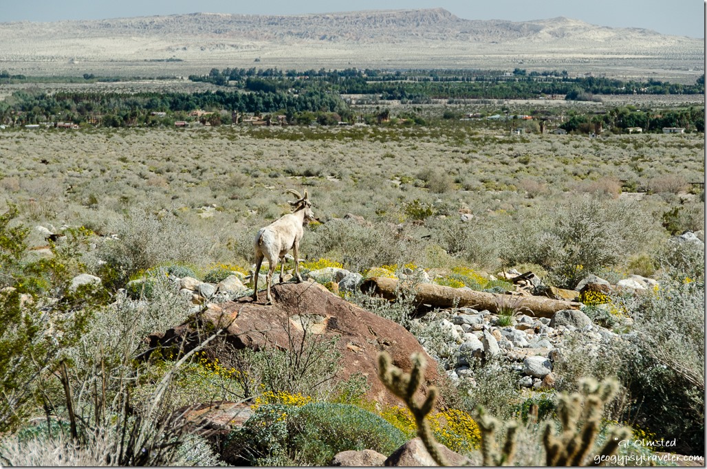 Bighorn Sheep Palm Canyon trail Anza Borrego Desert State Park California