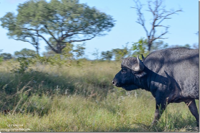 Water Buffalo Kruger National Park South Africa