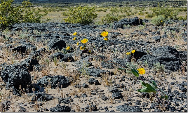 sunflowers Amboy Crater Mojave Trails National Monument BLM California
