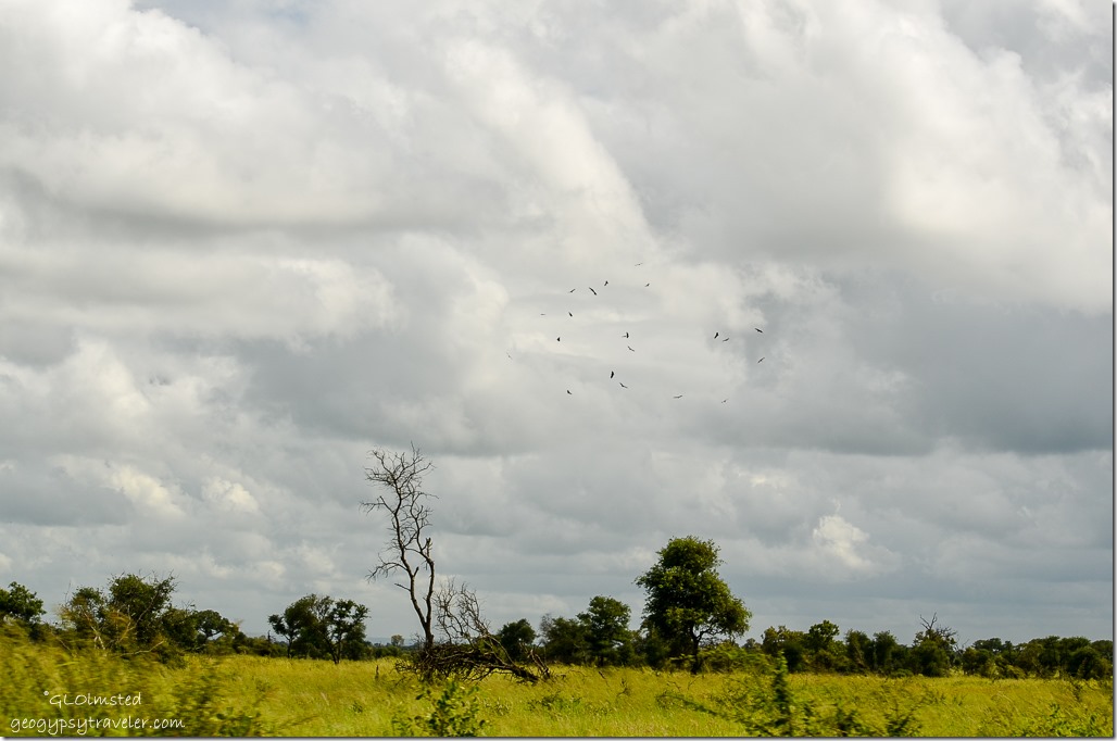 Birds soaring Kruger National Park South Africa