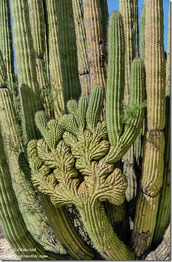 Crested organ pipe cactus Darby Well Road BLM Ajo Arizona