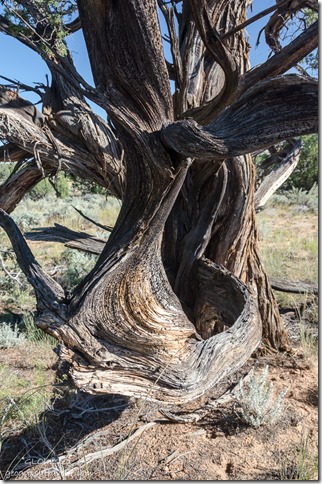 Gnarled juniper Road to White Pocket Vermilion Cliffs National Monument Arizona