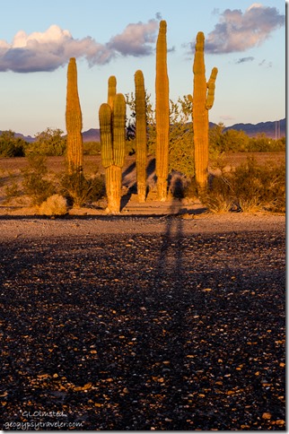 Gaelyn's shadow, saguaros & Kofa Mountains La Paz BLM Quartzsite Arizona