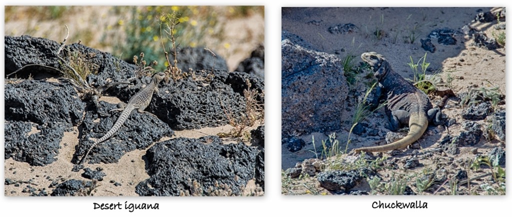 Desert iguana & chuckwalla Amboy Crater trail Mojave Trails National Monument BLM California