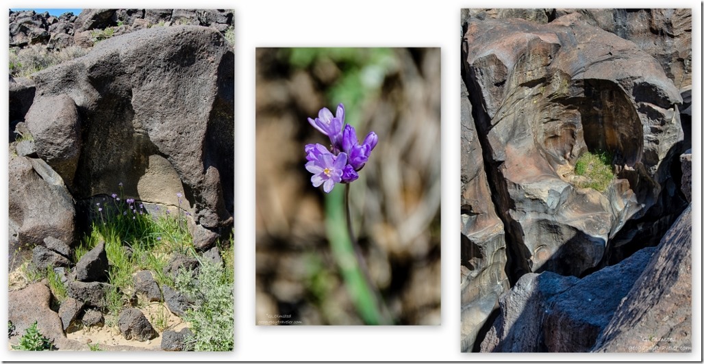 Desert Hyacinth Fossil Falls BLM Little Lake California