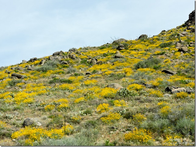 flowers Weaver Mountains Yarnell Hill SR89 Arizona