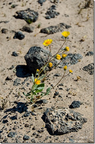 Desert daisy Mojave Trails National Monument California