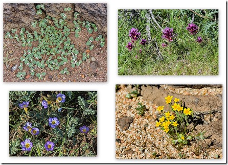 Rattlesnake weed, Purple Owl's clover, unidentified & Phacelia Fossil Falls BLM Little Lake California