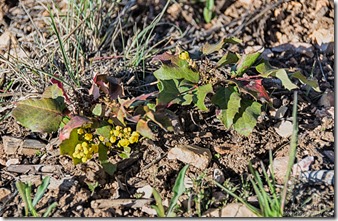 flowering Oregon Grape FR241 Kaibab National Forest Arizona