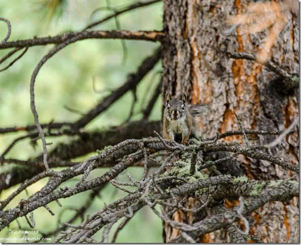Tree squirrel Scenic Road North Rim Grand Canyon National Park Arizona