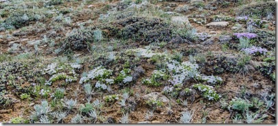 spreading phlox meadow Kaibab National Forest Arizona