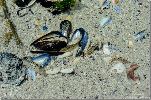 Shells & fish in shallow water Atlatic Ocean West Coast National Park Langebaan South Africa