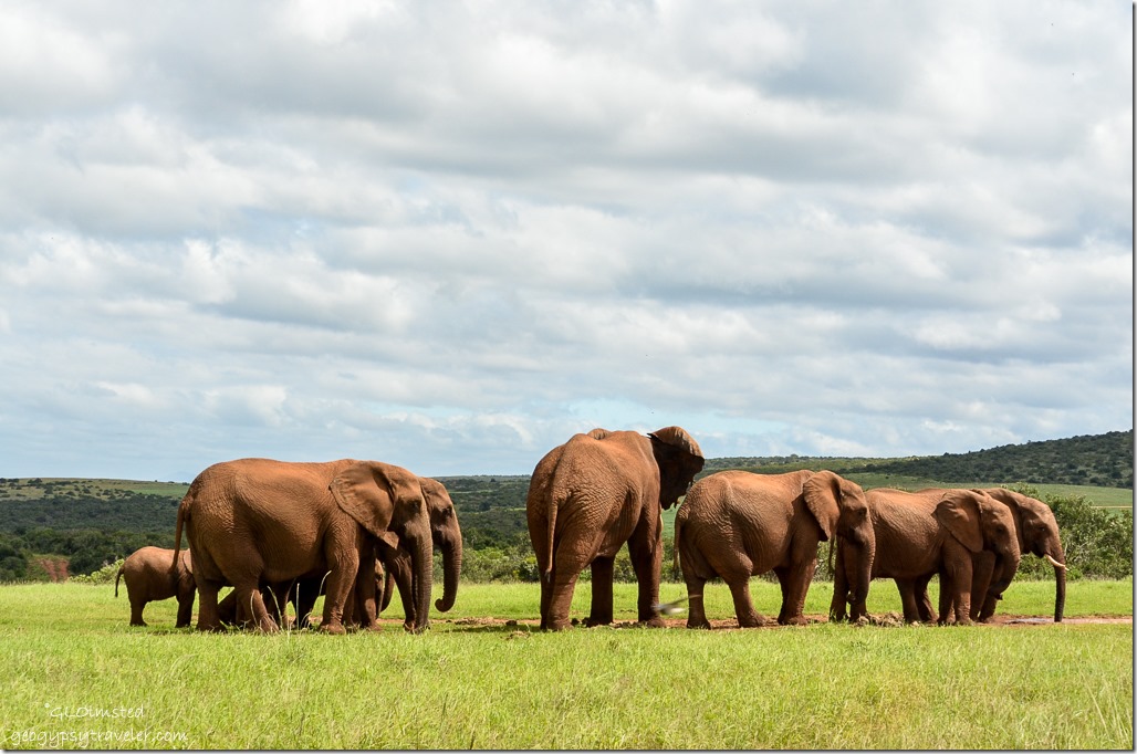 Elephants Addo Elephant National Park South Africa