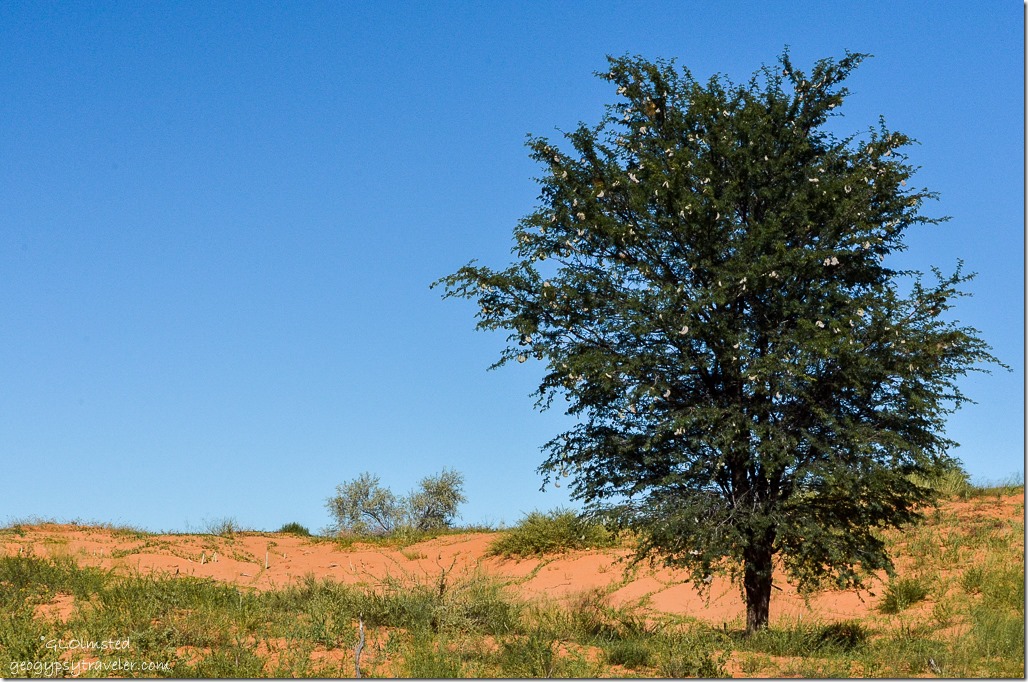 Camelthorn tree on dunes Kgalagadi Transfrontier Park South Africa