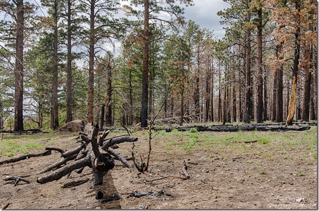 burnt trees from 2016 Fuller Fire Point Imperial North Rim Grand Canyon National Park Arizona