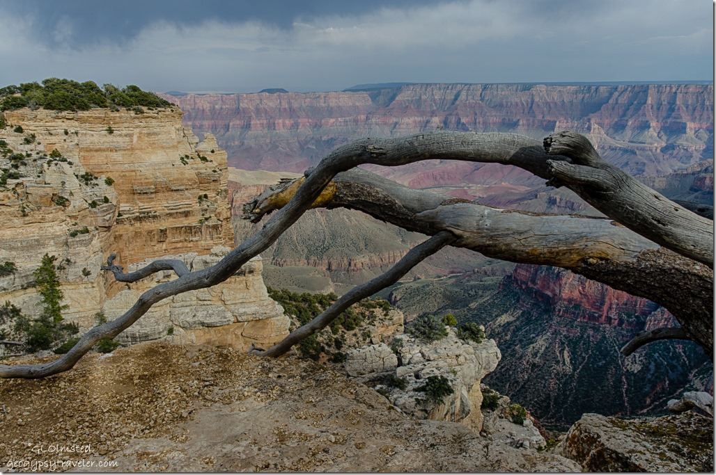 tree Sky Island Colorado River Walhalla overlook North Rim Grand Canyon National Park Arizona