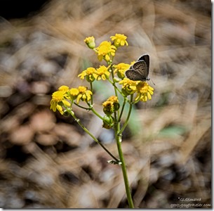 blue butterfly on ragweed Cape Royal trail North Rim Grand Canyon National Park Arizona
