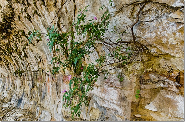 rose bush Cliff Spring trail North Rim Grand Canyon National Park Arizona