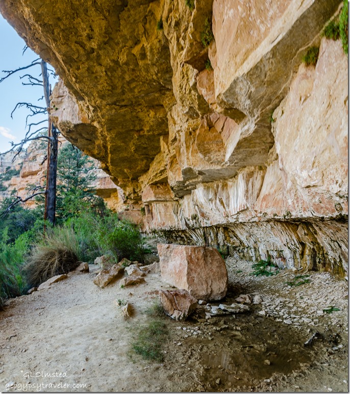 seep spring Cliff Spring trail North Rim Grand Canyon National Park Arizona