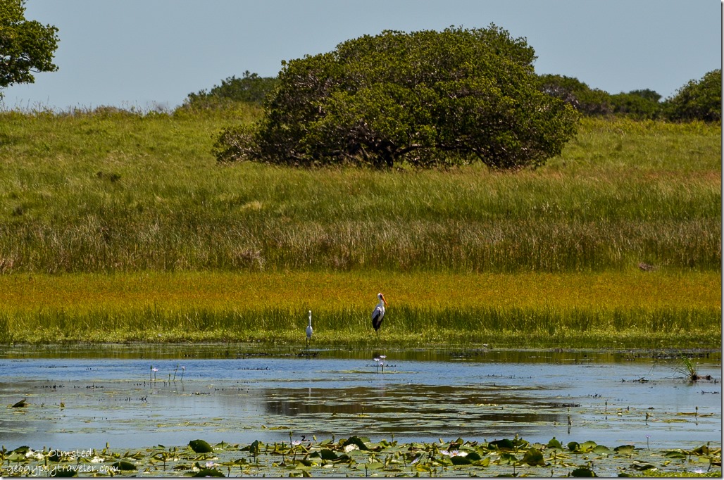 Storks from Mfazana bird hide Cape Vidal iSimangaliso Wetland Park South Africa