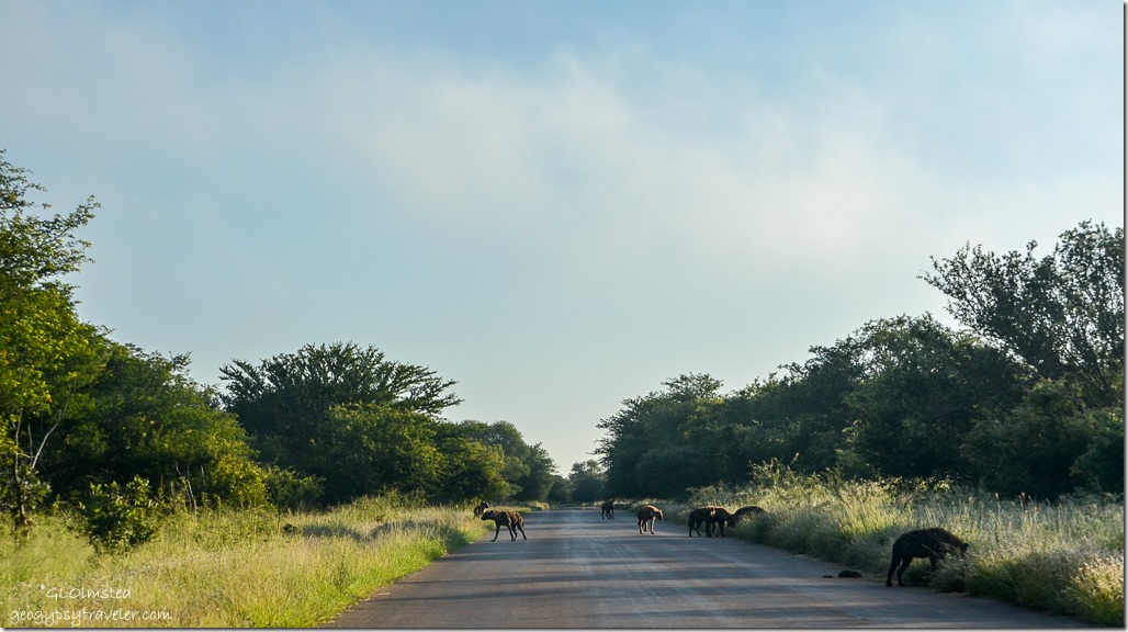 Hyenas Kruger National Park South Africa