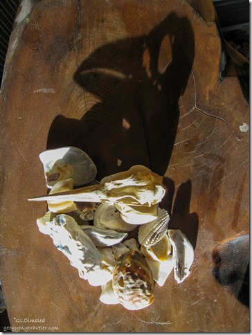 Shells & bird skull with shadow Yarnell Arizona