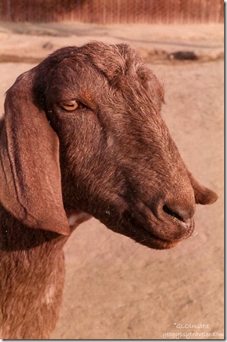 Nubian goat to pet in barnyard CALM Bakersfield California